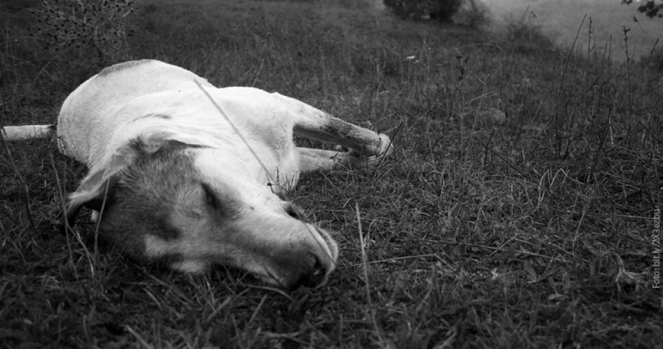 perro envenenamiento