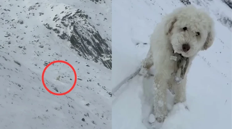 LouLou sobrevivió más de dos días en las montañas de Alaska