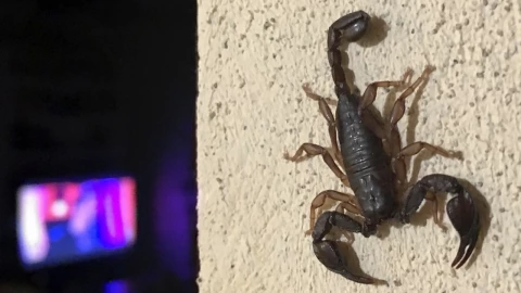 2 ingredientes naturales para trapear tu casa y alejar a los alacranes y arañas que sí funcionan