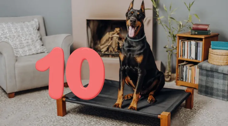 10 razas de perros grandes que parecen peligrosas, pero son leales y cariñosas