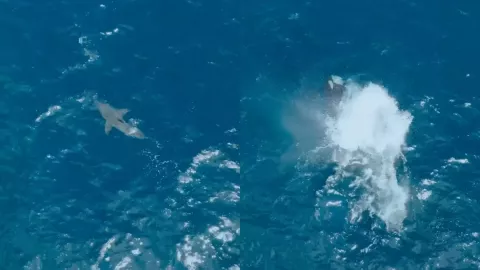 ¡Sorprendente! Captan a una orca devorando a enorme tiburón blanco