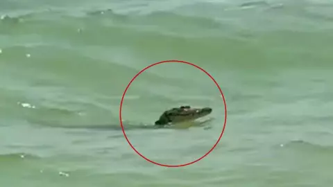 VIDEO_ Reportan NUEVO AVISTAMENTO de cocodrilo, ahora en costas de Celestún