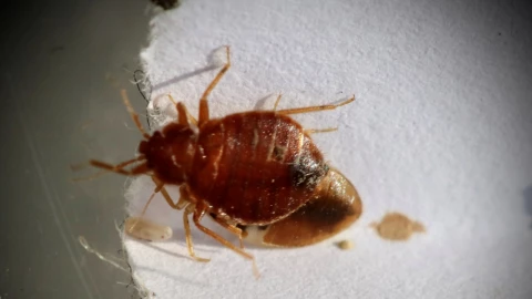 Temporada de chinches en México: la guía más efectiva para eliminarlas con temperatura exacta