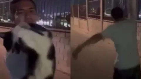 Gato maltratado en Tijuana