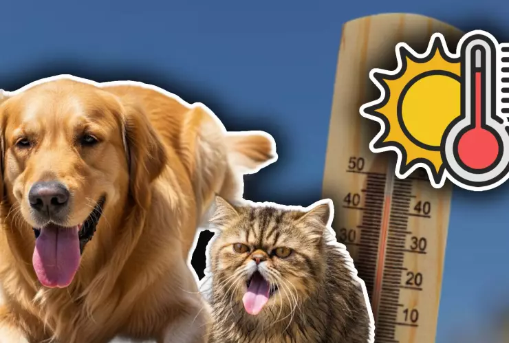 Canícula 2025: Así puedes proteger a tus mascotas durante la época más calurosa del año