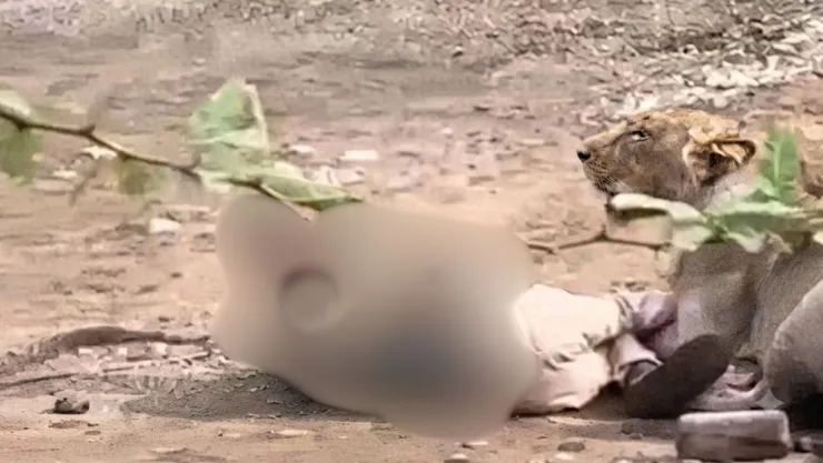 VIDEO: Así pastor sobrevivió tras ataque de leona; lo inmovilizó a mordidas en India