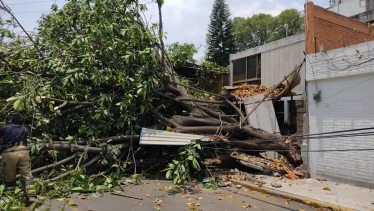 árbol-caida-gam (1).jpg