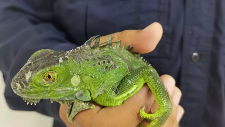 Capturan iguana al interior de un kinder en la colonia Boulevares en Aguascalientes