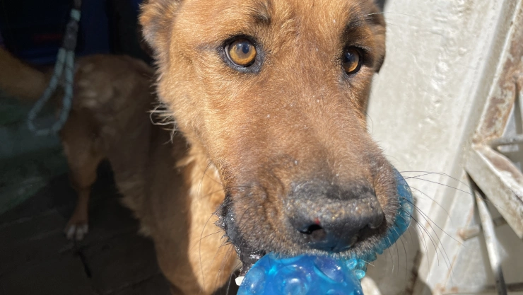 Cómo perrito adoptar rescatado Metro CDMX
