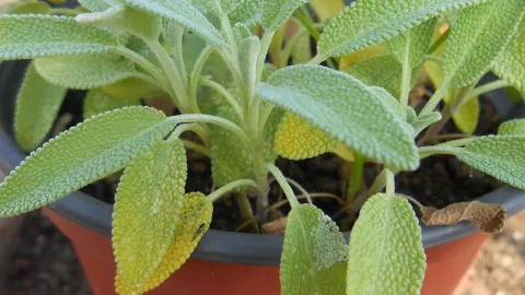 Las 10 mejores plantas para alejar las moscas de forma natural 