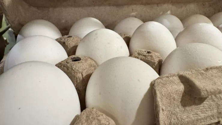 Aumenta el precio del kilo de huevo en México