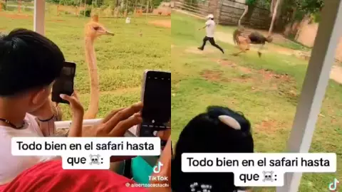 VIDEO_ Avestruz ataca y persigue a visitantes en Animaya