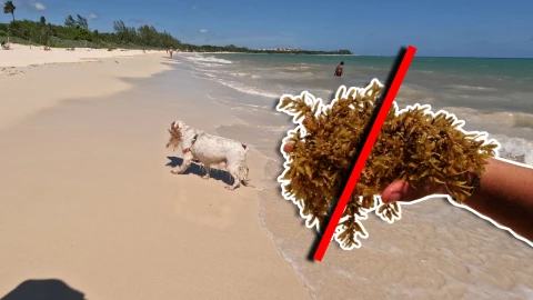 Estas son las playas sin sargazo en Quintana Roo HOY 4 de noviembre de 2025_ Cancún, Playa del Carmen, Tulum y más.webp