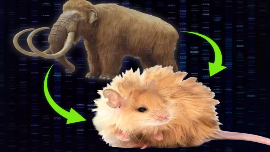 Regreso-del-mamut-científicos-crean-ratones-con-pelaje-lanudo