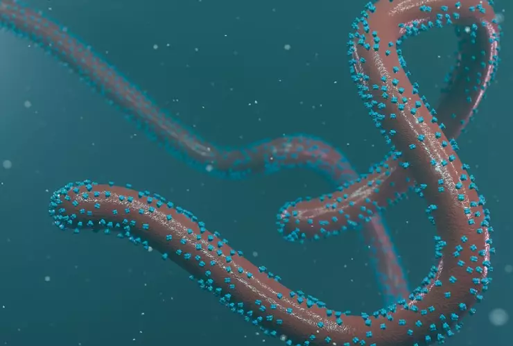 El virus de Marburgo, qué es y cuáles son sus síntomas