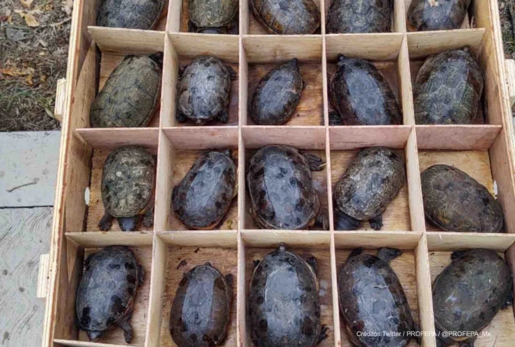 tortugas rescatadas trafico ilegal .jpg