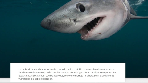 dónde-está-playa-quieta-zihuatanejo-guerrero-ataque-tiburón-turista-cuerpo