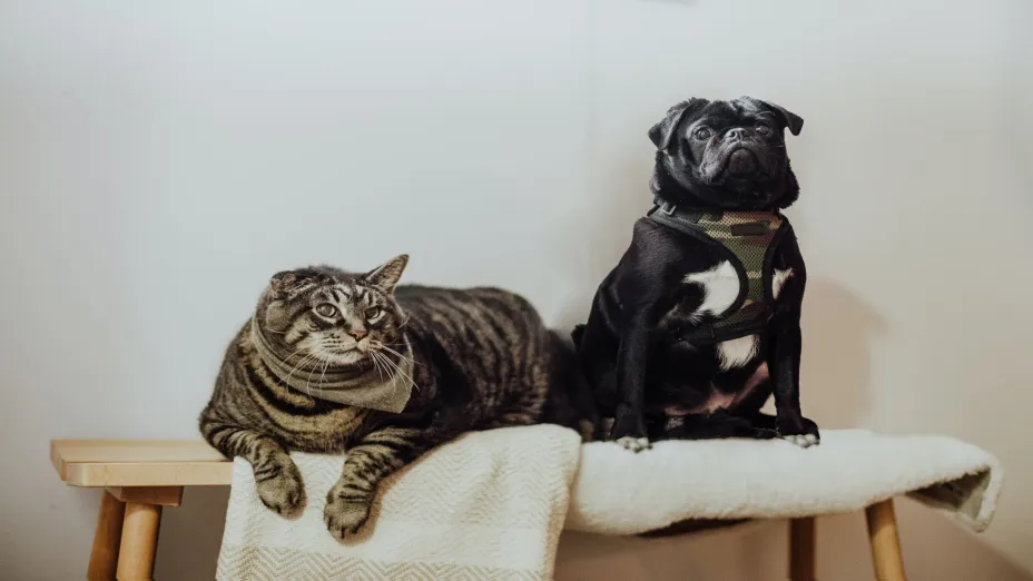 Perro gato.jpg