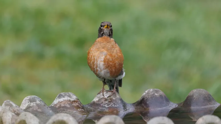 Qué significa que un zorzal aparezca en tu jardín durante el mes de agosto