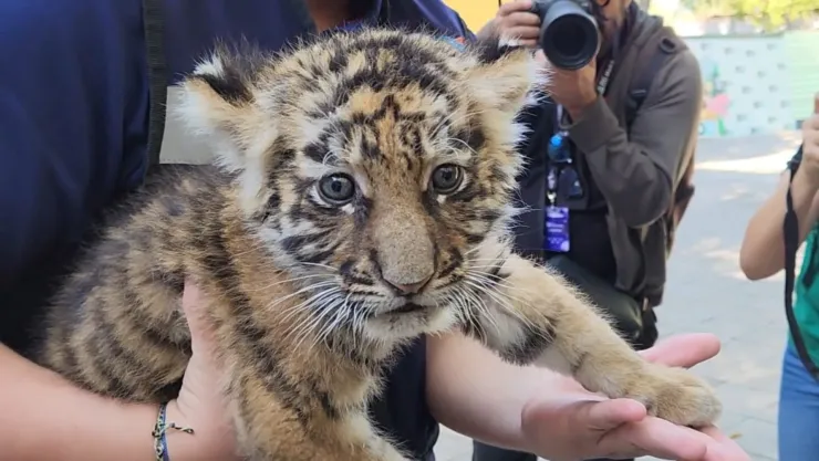 Nace tigre de bengala en el zoológico de Culiacán.jpg