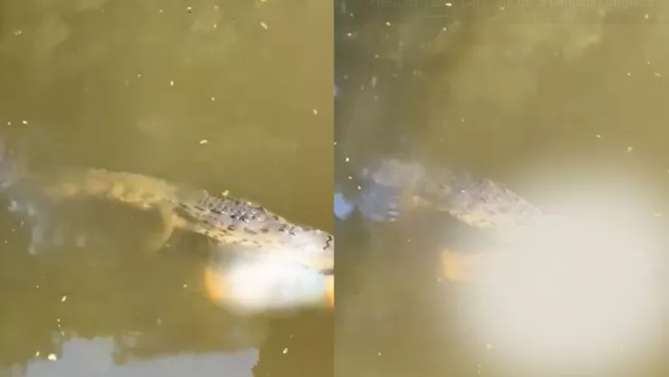 Futbolista muere devorado por un cocodrilo