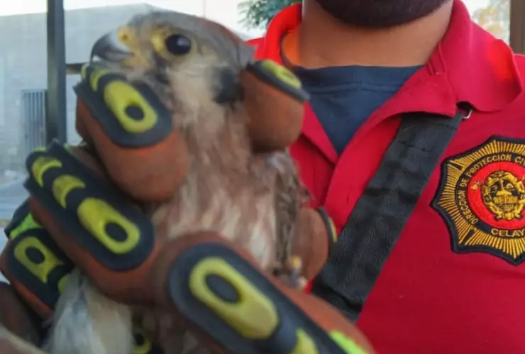 Halcón en Celaya.png