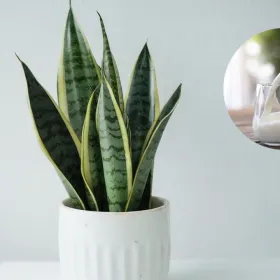 /estilo-de-vida/poner-leche-sansevieria-quienes-recomiendan-para-que-sirve