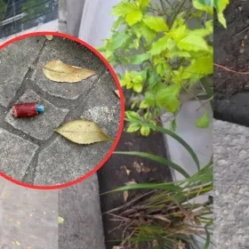 Perros envenenados Condesa