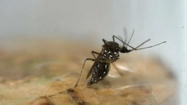 zika