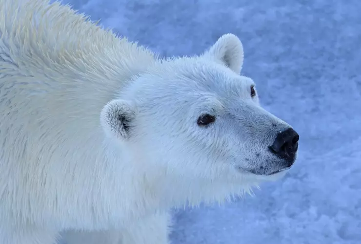 Oso polar nace en acuario de Brasil.jpg