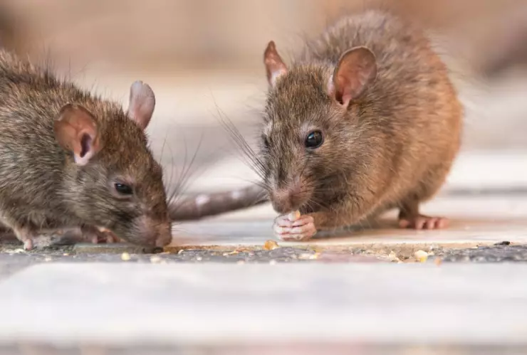 Rescatan a bebé que fue atacado por ratas