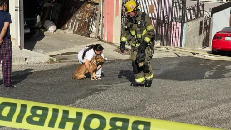 Lomito en Incendio de Tijuana