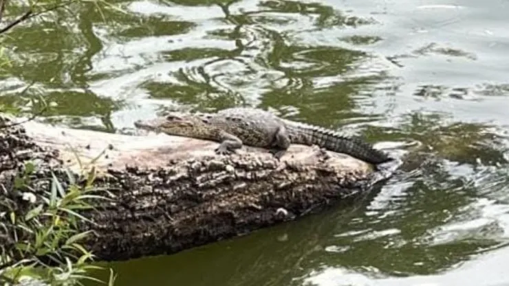 Avistan cocodrilo en la Laguna de San Baltazar en Puebla