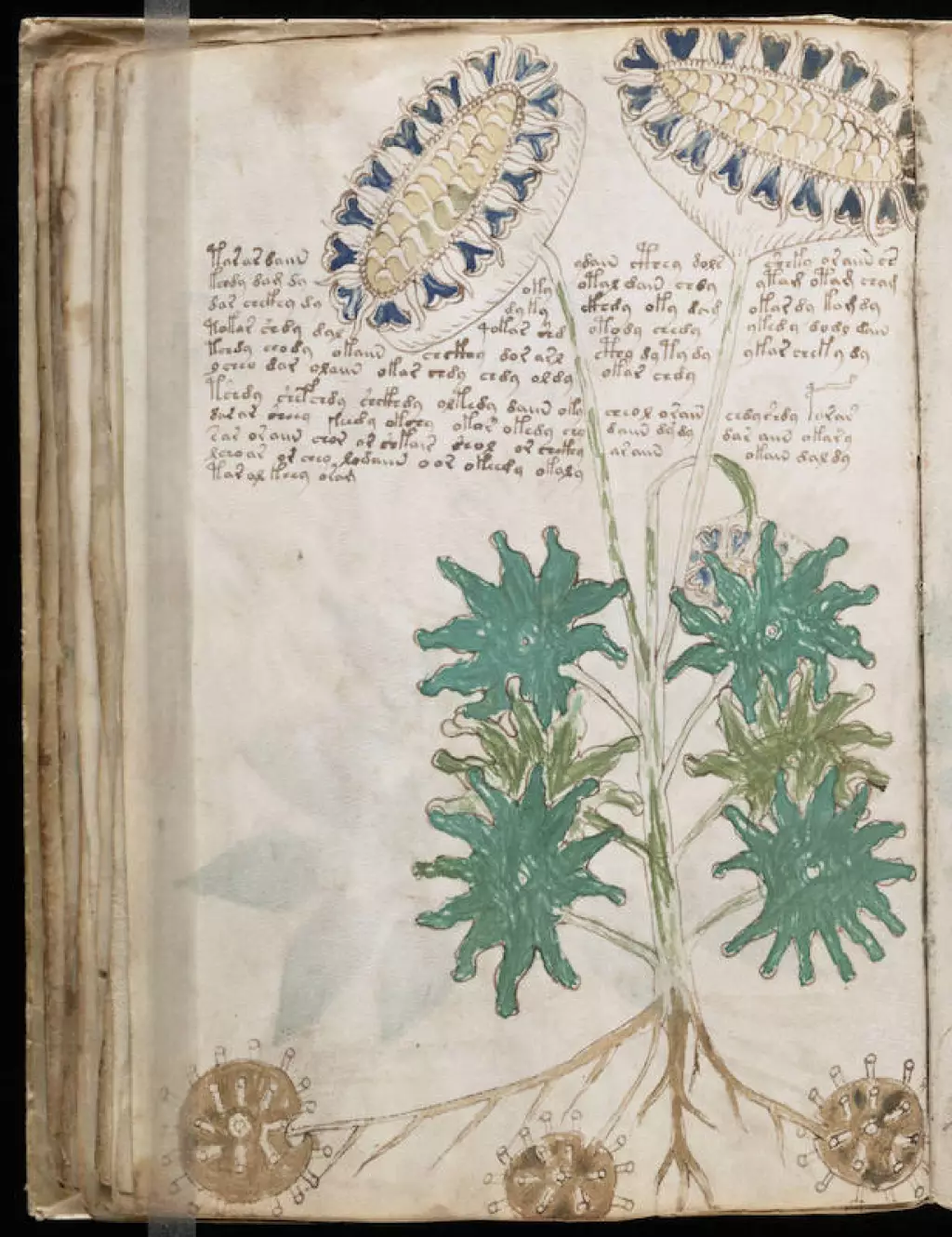 pagina 66 del manuscrito voynich
