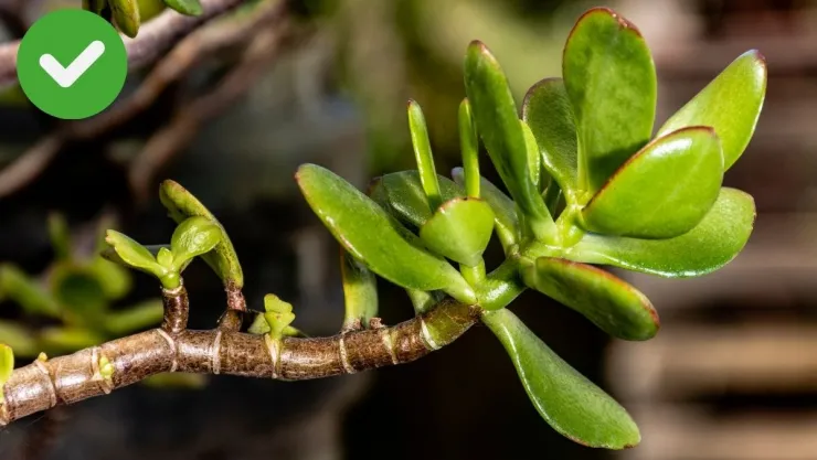 Qué beneficios tiene tener un árbol de jade en la habitación.jpg