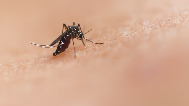 Virus chikungunya podría propagarse rápidamente en Europa y América del Norte