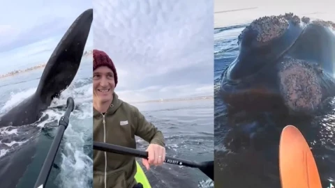 Pareja acechada ballenas argentina