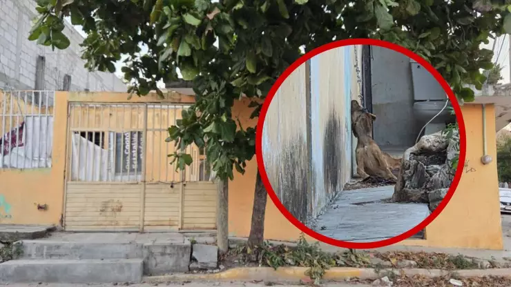 Perro ahorcado Tuxtla