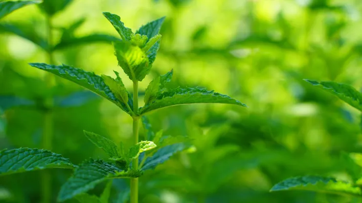 ¿Cómo usar la citronela para ahuyentar los mosquitos?
