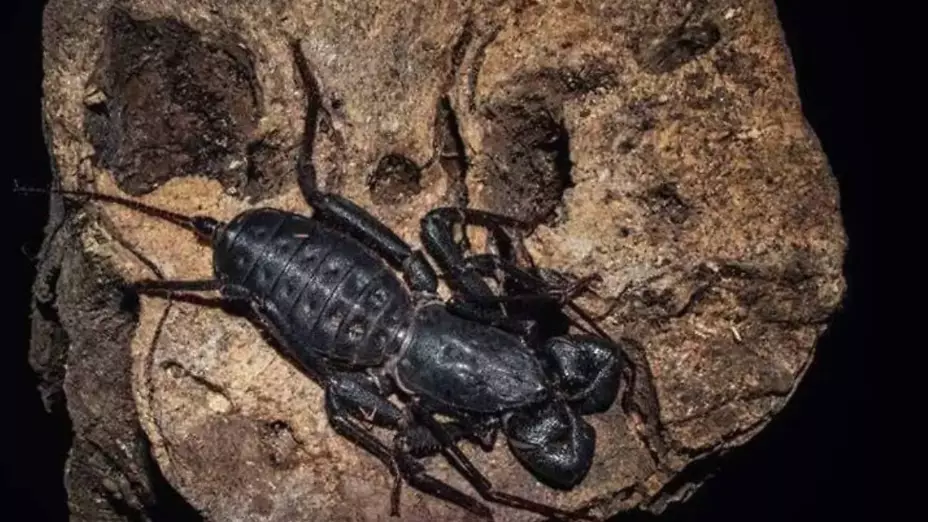 Vinagrillos en Chihuahua