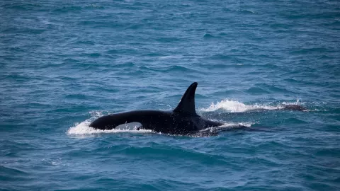 Atacan a un grupo de orcas