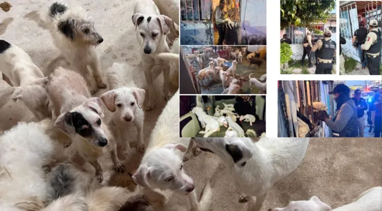 Fiscalía de Veracruz rescata 42 perros en abandono durante cateo en Coatzacoalcos