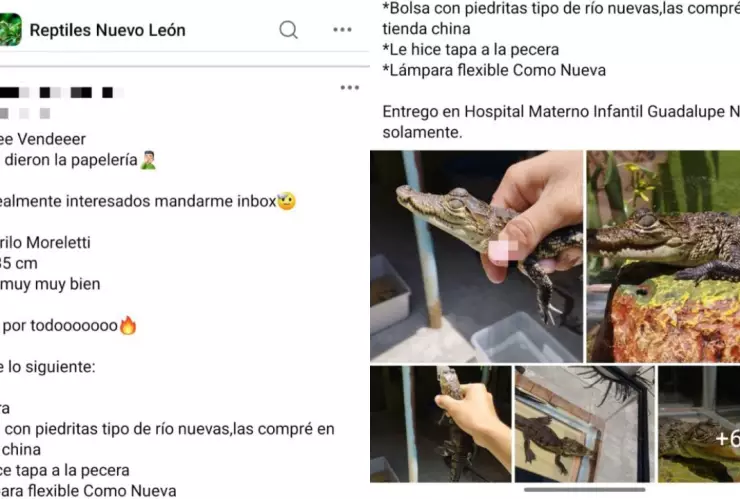 cocodrilo Moreletii en Guadalupe, Nuevo Léon