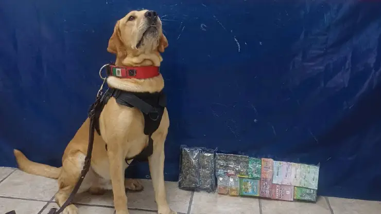Perro policía encuentra droga en paquetería de Torreón.jpg