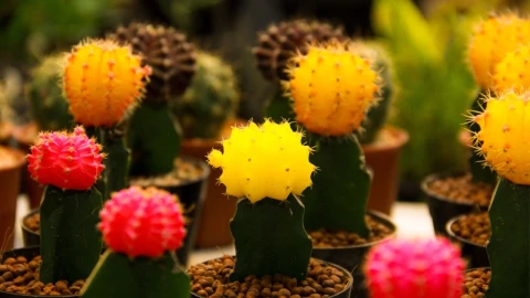 Cactus Miniatura