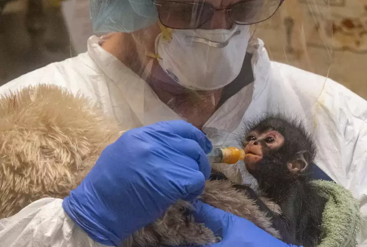 Mono araña en Calexico es rescatado de tráfico de animales