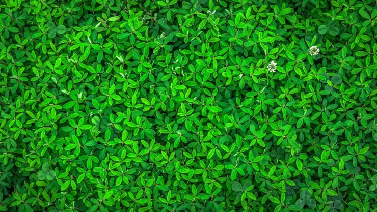 La planta para decirle adiós a los mosquitos y polillas