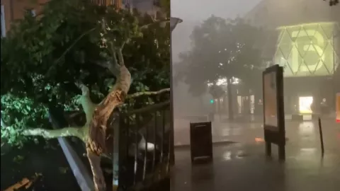 Fuertes lluvias provocan la muerte de un niño de 12 años al ser aplastado por un árbol