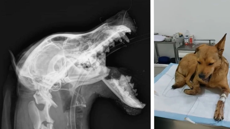 Belén perrita lesionada por pirotecnia en León