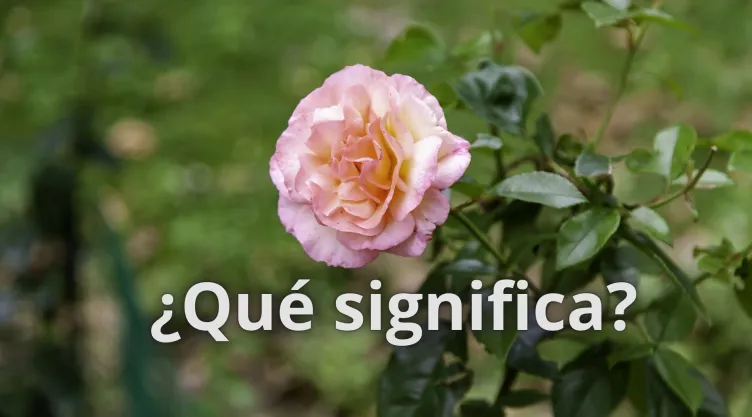 Rosal significado